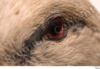 Black stork eye 0007.jpg